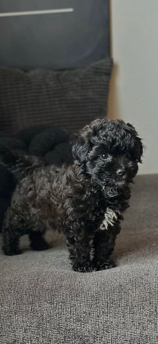 tina