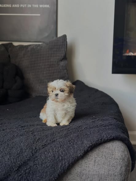 Bella