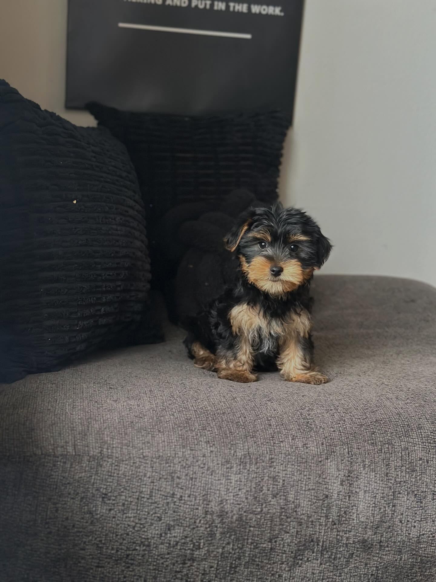 Rocky