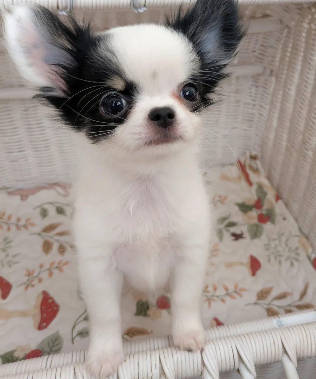 Oreo