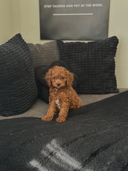 charlie